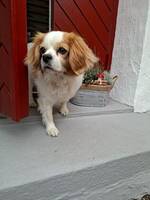 Bob