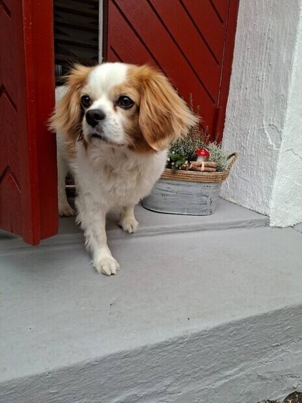 Hund - Bob