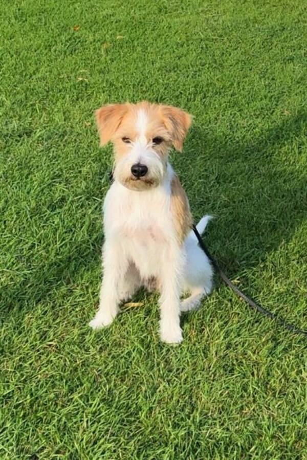 Hund - Kromfohrländern  Ester 