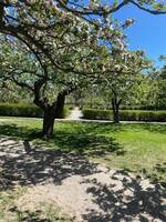 Fin äppelpark i till mitt hem