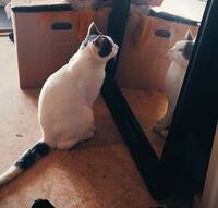 Katt Skurken