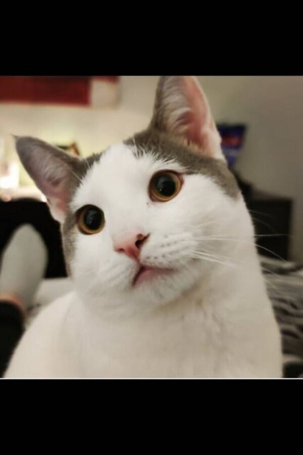 Katt - Katt Skurken