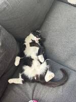 Katten Kayo