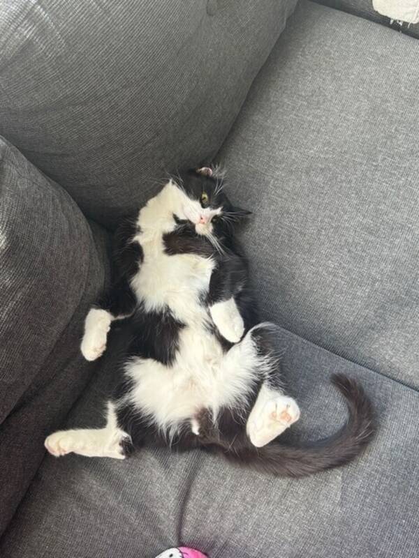 Katt - Katten Kayo