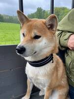 Shiba Inu