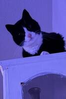Katten Jansson