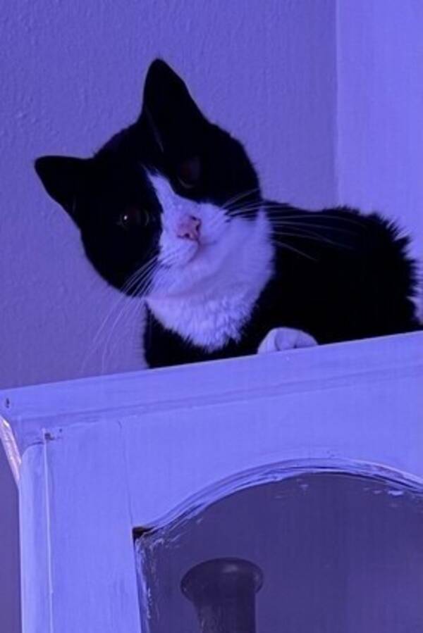 Katt - Katten Jansson