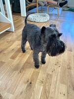 Dvärgschnauzer 