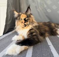 Maine coon polydactyl