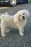 75% Bichon frise 25% puddel