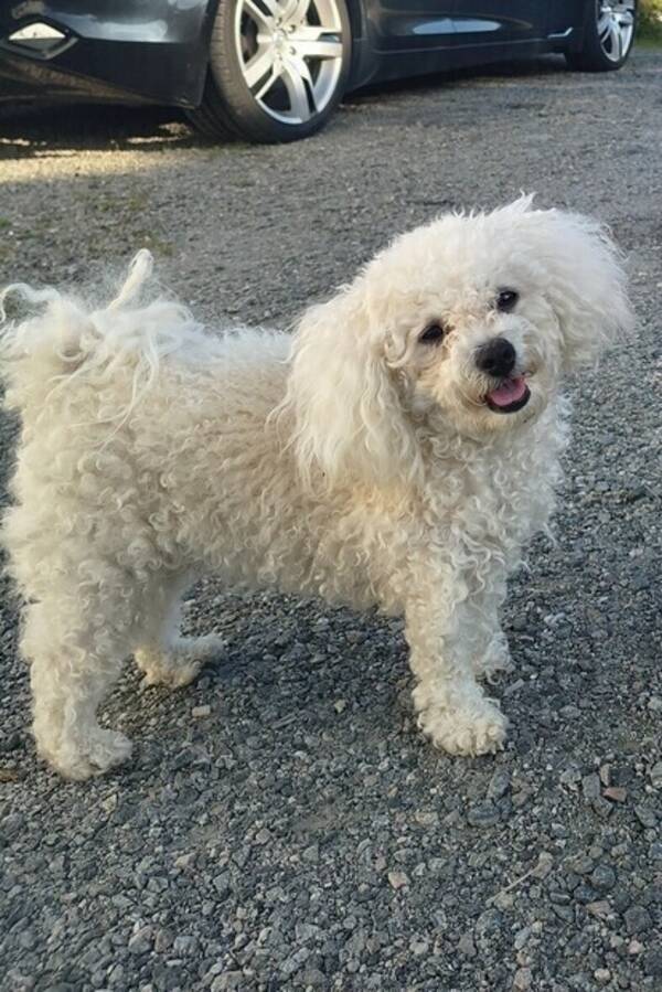 Hund - 75% Bichon frise 25% puddel 