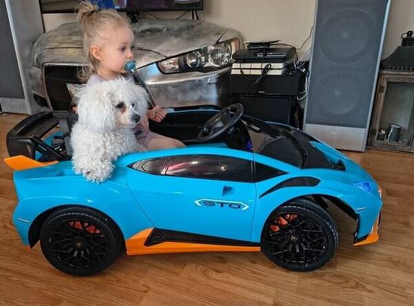 Hund - 75% Bichon frise 25% puddel 