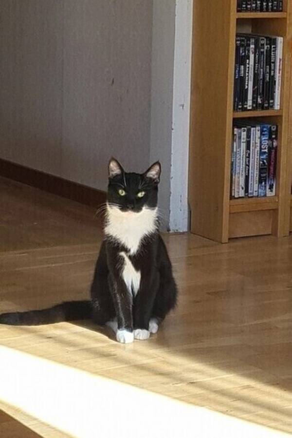 Katt - Katten gizmo 