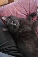 Katten sotis Katten sotis