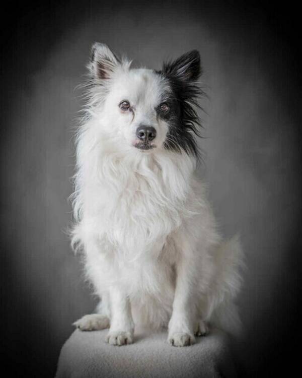 Hund - Japansk Spetz och Havanes Mix 