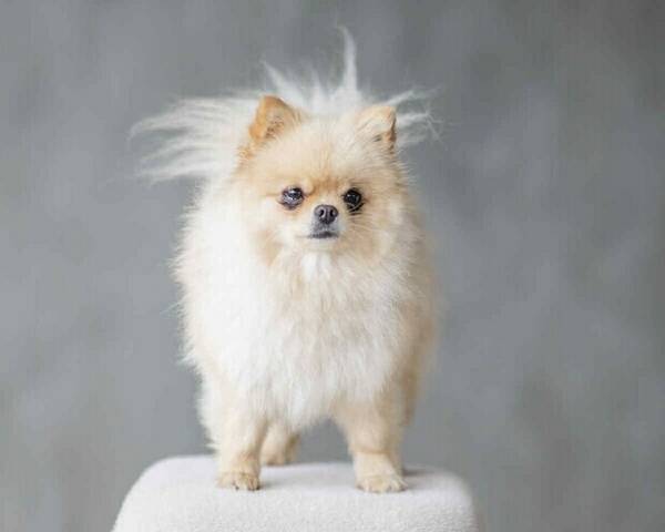 Hund - Pomeranian