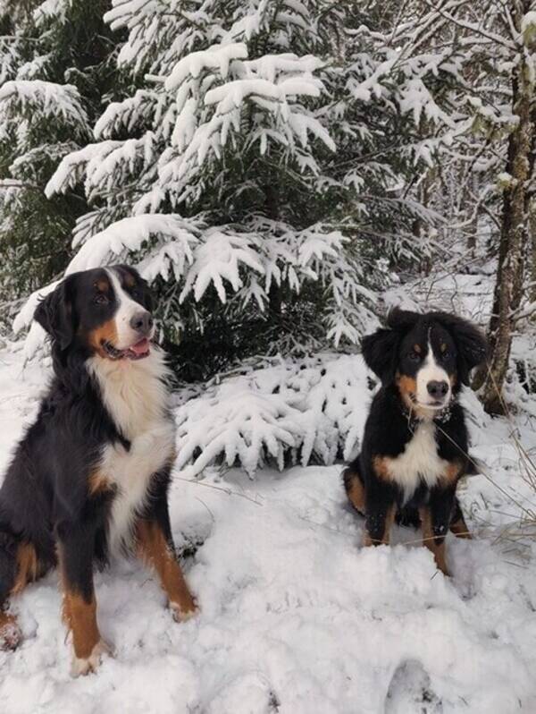 Hund - Boston & Logan 