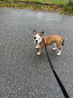 Valp - Blandras bulldog
