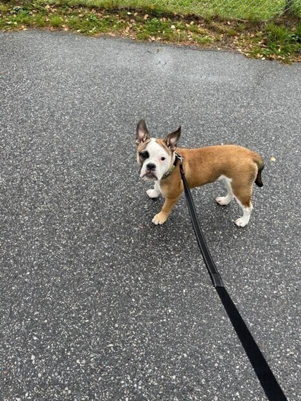 Hund - Valp - Blandras bulldog