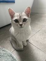 Katten Ozzy