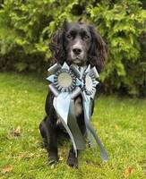 Jaktcocker Spaniel, Optimist