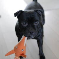 Staffordshire bull terrier Ronnie