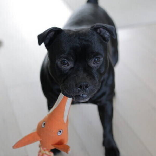 Hund - Staffordshire bull terrier Ronnie