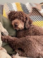 Lagotto Bruno och Lagotto Sassa 