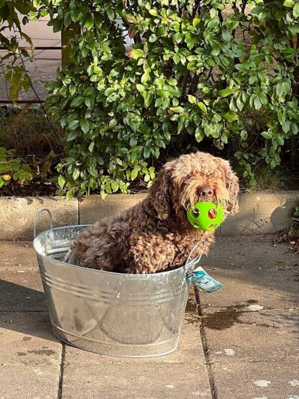 Hund - Lagotto Bruno och Lagotto Sassa 