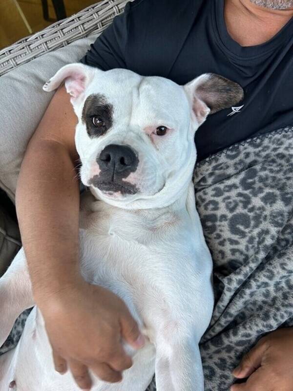 Hund - Amerikansk bulldog