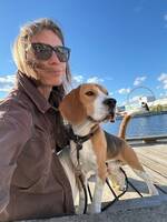 Beagle