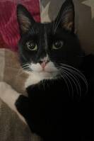 Bondkatt