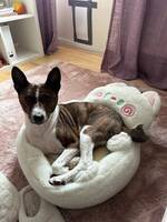 Basenji