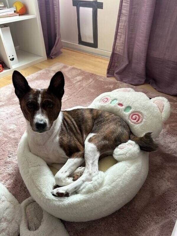 Hund - Basenji