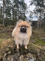 Kleinspitz Silla