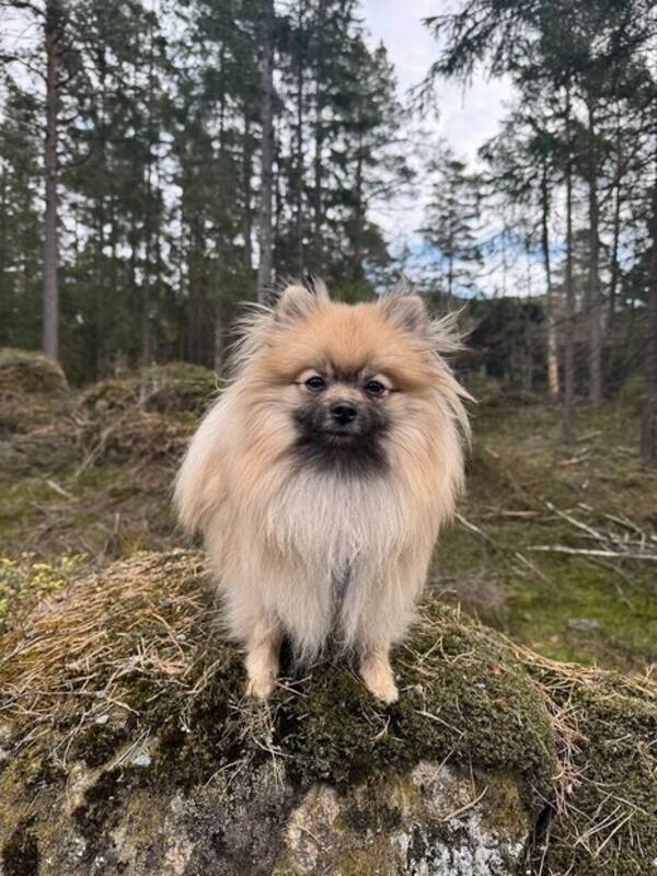 Hund - Kleinspitz Silla