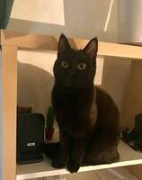 Katten Natasha
