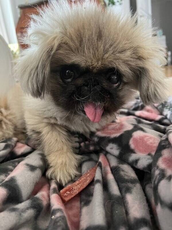 Hund - Pekingese tik 