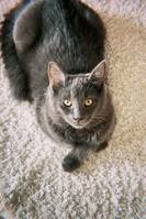 siberian cat
