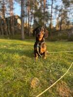 Sören