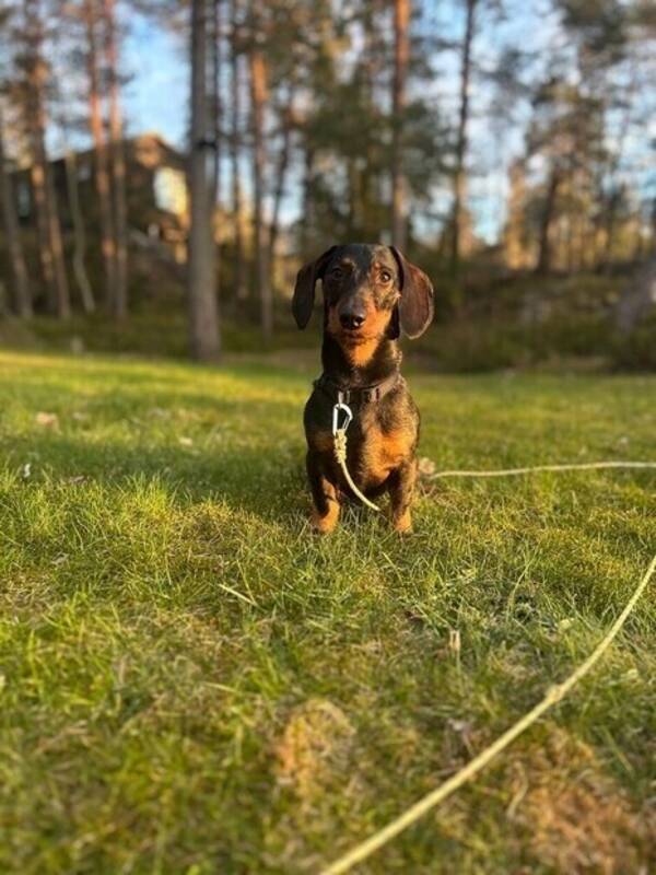 Hund - Sören