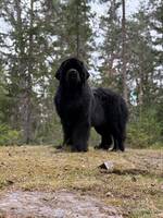 Newfoundlands hunden Kasper