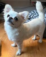 Chihuahua Lumi