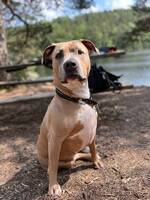 American bully