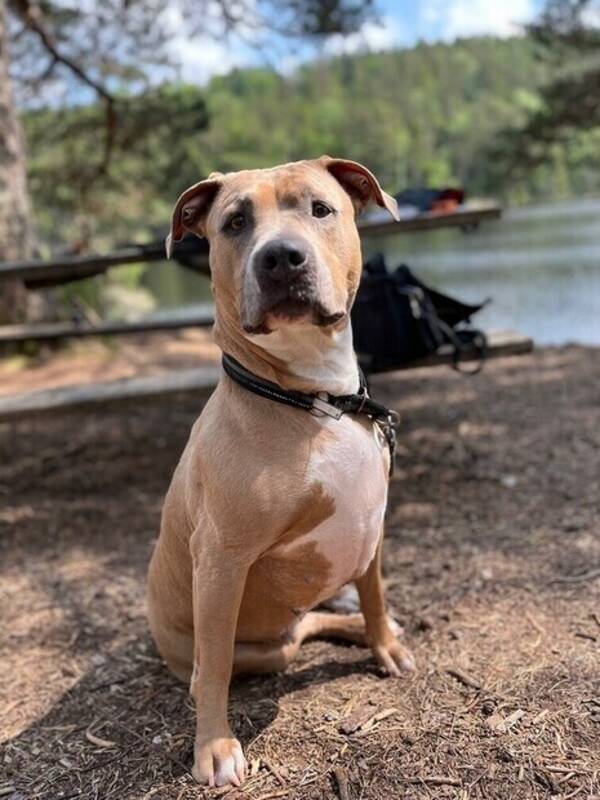 Hund - American bully