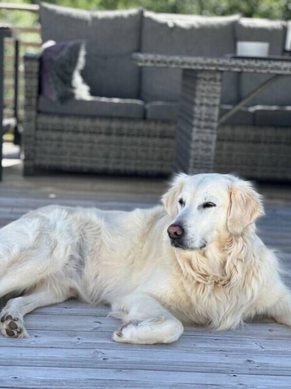 Hund - Isak 