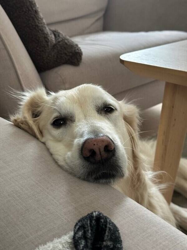 Hund - Isak 
