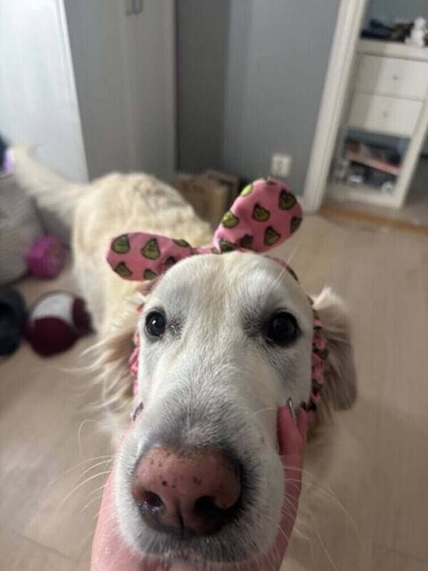 Hund - Isak 
