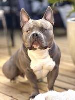 American bully pocket 