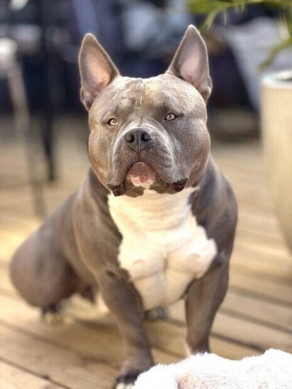 Hund - American bully pocket 